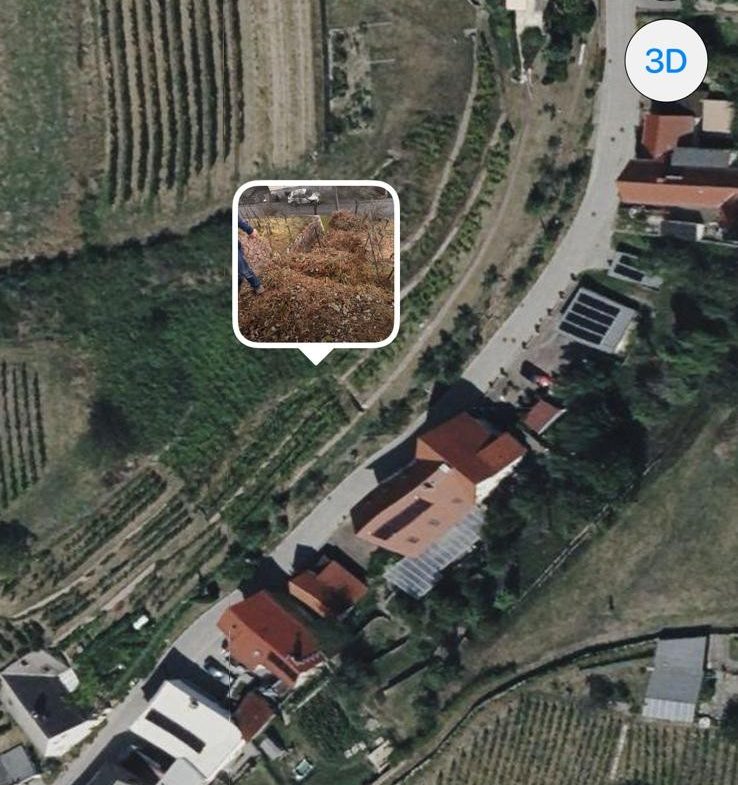 Weinberg der Kirchgemeinde (Kantoratslehn zu Seußlitz)